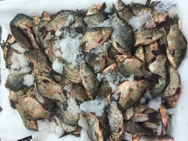 Fish — Stock Image Fish Stock Picture
