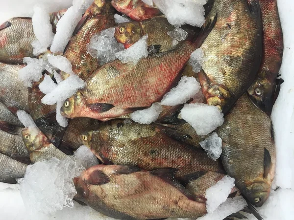 Fish — Stock Image Fish Royalty Free Stock Photos