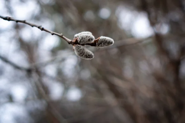 Branch Willow Spring Garden Cloudy Day Blooming Fluffy Gray Bud — Stock Photo, Image