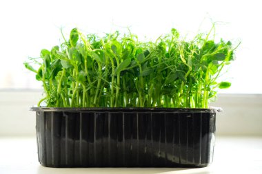 Gencecik yeşil bezelye mikro yeşil filizleri pencerenin beyaz arka planı. Paskalya Baharı konsepti.