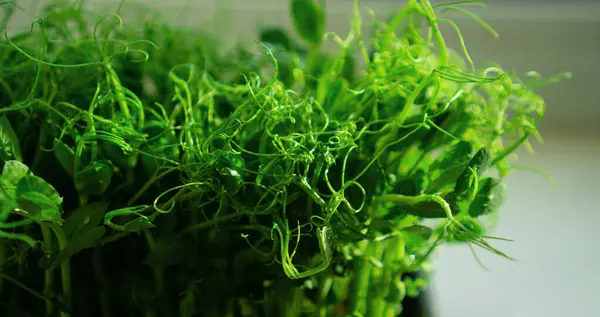 Зелені Паростки Свіжого Молодого Гороху Вдома Підвіконні Органічна Весняна Вітамінна — стокове фото