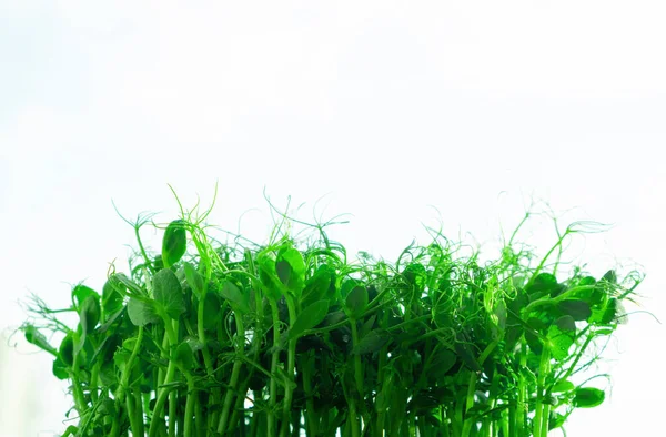Зелені Паростки Свіжого Молодого Гороху Вдома Підвіконні Органічна Весняна Вітамінна — стокове фото