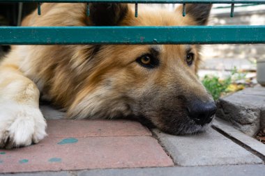Kızıl saçlı köpek kafasını patilerine koydu ve etrafına bakınıyordu. Öğleden sonra bir evcil hayvanın dinlenmesi