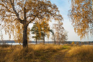 Sarı sonbahar otlarının, altın yaprakların, sarı huş ağaçlarının ve göl kıyısındaki diğer ağaçların arasındaki yol ya da yol. Sonbahar manzarası.