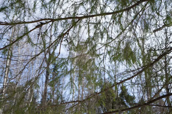 View Summer Sky Looking Spruce Trees Branches — Stock Photo, Image