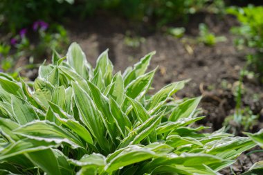 Bahçedeki çimlerin üzerinde büyüyen yeşil ve beyaz ev. Boşluğu kopyala.