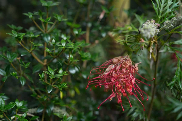 Planta Exótica Grevillea Rosa Proteaceae Sobre Fundo Verde Flor Aranha — Fotografia de Stock