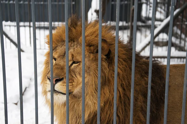 Lion in an open-air cage in a zoo in the winter on a background of snow. Head close up.