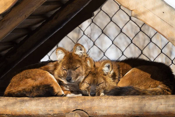 Das Paar Roter Wölfe Schläft Einem Sonnigen Tag Einem Künstlichen — Stockfoto