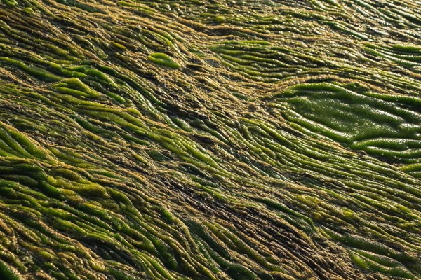 Texture Abstraite Marécageuse Verte Vue Rapprochée Des Algues Des Marais — Photo