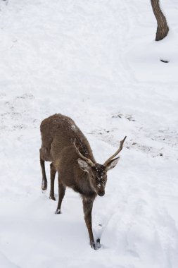 Geyik ya da cervidae kışın fotokopi uzayı ile karda yürür. Kapatın. Yarı profil görünümü