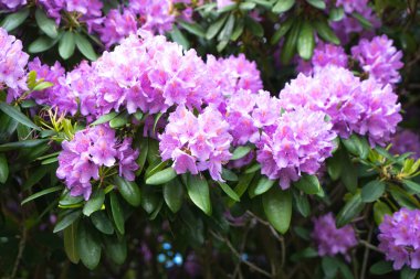Çiçek açan pembe bir çalı ve leylak zakkum. Doğada ve şehirde çiçek açan bitkiler..