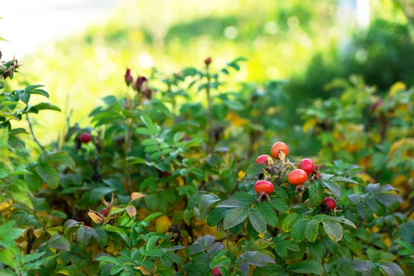 Ripe Red Rose Hips Grow Bush Garden Concept Healthy Herbal — Stock Photo, Image