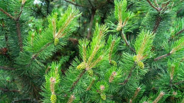 Bloomed mountain pine branches with young green cones close up. Background concept for New Year or Christmas card. Pine buds in the summer time. Green cones of Pinus mugo, close up. Dwarf mountain pine or scrub Swiss mountain pine in forest.