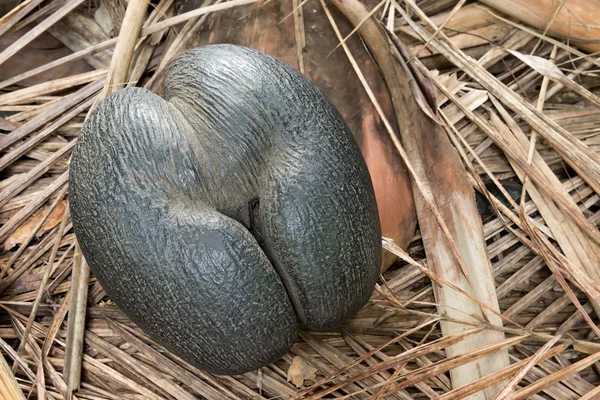 Seyşeller edemic türler Hindistan cevizi coco de mer adlı
