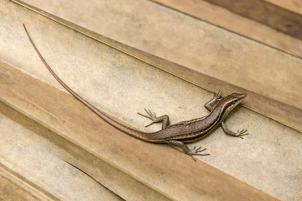 Seychelles skink especies endémicas — Foto de Stock