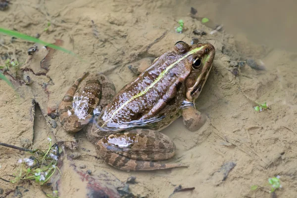 Rana de pantano en un charco — Foto de Stock