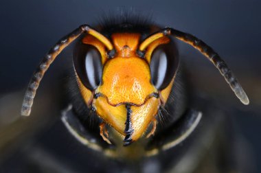 Asya eşekarısı kafasının makro görüntüsünü kapat. Vespa velutina, yaban arısı olarak da bilinen, Güneydoğu Asya 'ya özgü bir eşek arısı türüdür. Bazı ülkelerde istilacı bir tür olarak endişe verici.