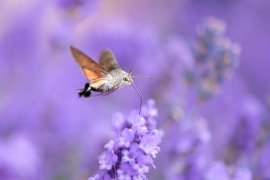Sinekkuşu güvesi (Macroglossum stellatarum), Avrasya 'nın ılıman bölgelerinde bulunan bir atmaca güvesi türüdür. Tür, tüp şeklindeki çiçeklerin nektarıyla beslenen sinekkuşlarına olan benzerliğinden dolayı adlandırılmıştır.
