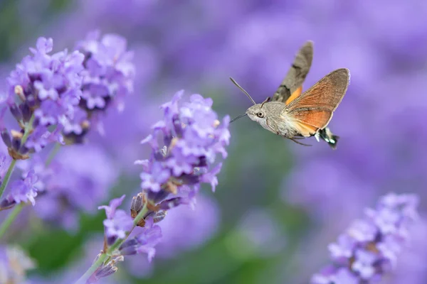 Macroglossum Stellatarum Una Especie Polilla Halcón Que Encuentra Las Regiones —  Fotos de Stock