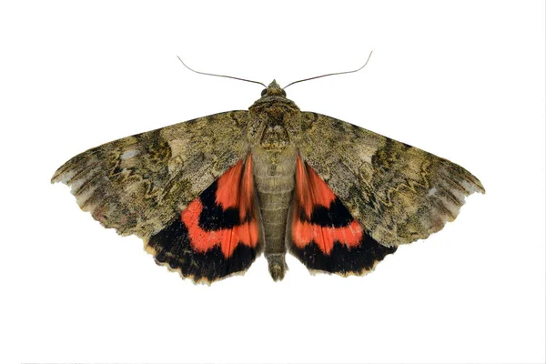 Catocala Nupta Uma Espécie Mariposa Gênero Catocala Pertencente Família Arctiidae — Fotografia de Stock