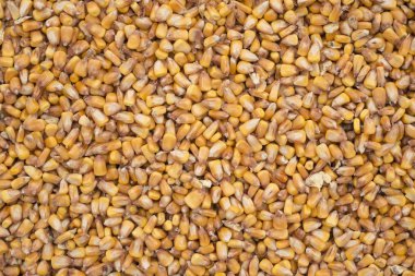 Mısır doku arka plan