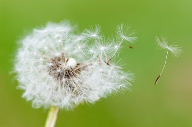 Şişirme Dandelion