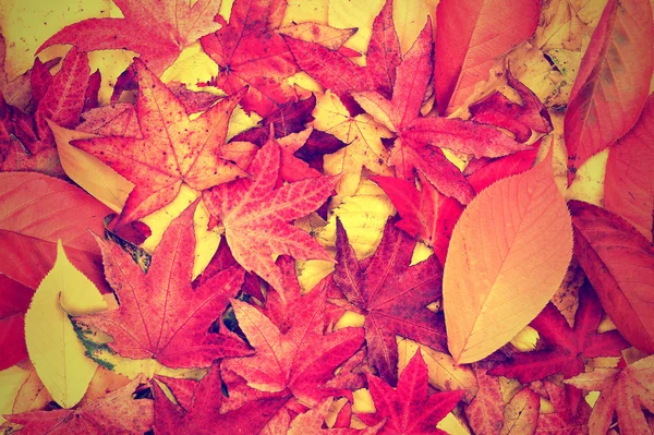 Autumn leaves background — Stock Photo, Image