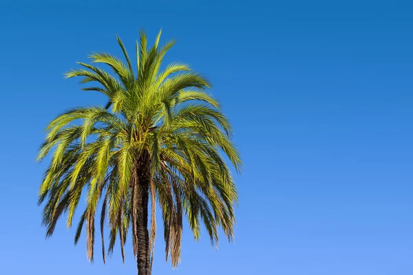 Palm tree on blue sky background — Stock Photo, Image