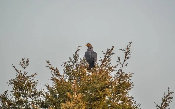 Kleurrijke Rameron Olijfduif Een Vlierbessenboom Voedend — Stockfoto