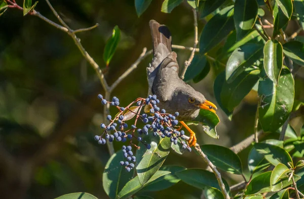 Oliver Thrush Fågel Uppflugen Ett Fläderbär Träd Som Kallas Turdus — Stockfoto