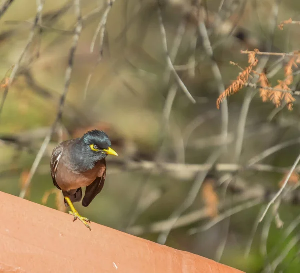 Vanlig Indisk Myna Eller Mynah Uppflugen Sydafrika Känd Som Acridotheres — Stockfoto