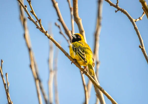 Syd Maskerad Gul Vävare Ploceus Velatus Med Röda Ögon Sittande — Stockfoto