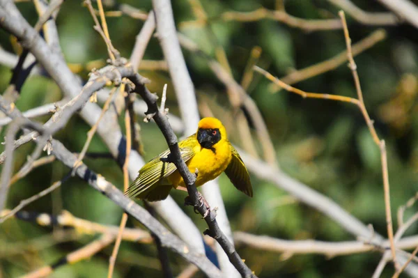 Southern Masked Yellow Weaver Ploceus Velatus Red Eye Perched Working — Stock Photo, Image