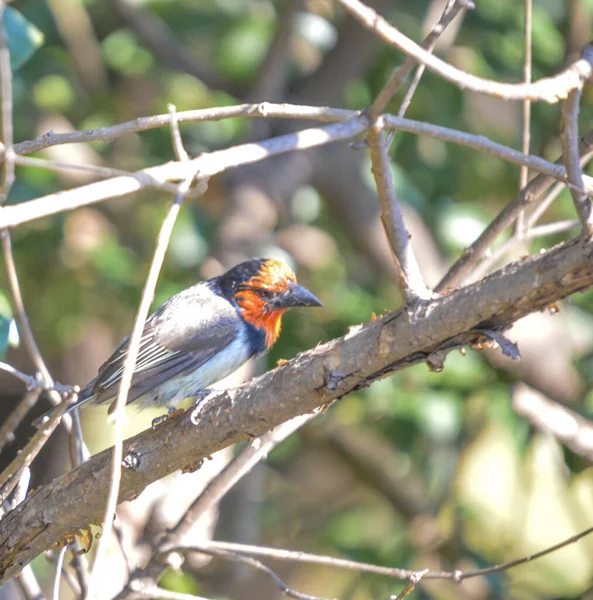 Svartkrage Barbet Sitter Uppe Ett Träd Johannesburg — Stockfoto