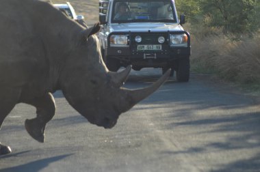 Beyaz Gergedan Kruger Ulusal Parkı 'nda. Güney Afrika 'daki en büyük oyun rezervi .