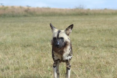 Kruger Ulusal Parkı 'nda vahşi bir köpek sürüsü