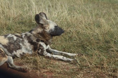 Kruger Ulusal Parkı 'nda vahşi bir köpek sürüsü