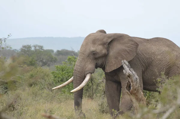 Ritratto Simpatico Toro Elefante Maschio Nella Riserva Caccia Kruger — Foto Stock