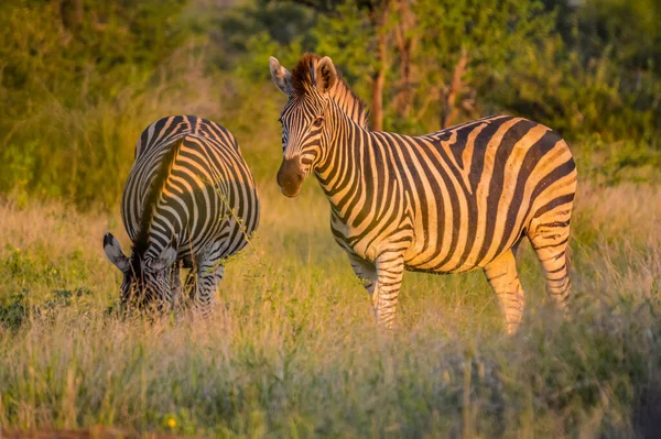 Teljes Képkeret Portré Egy Aranyos Burchell Zebra Egy Természetvédelmi Legelő — Stock Fotó