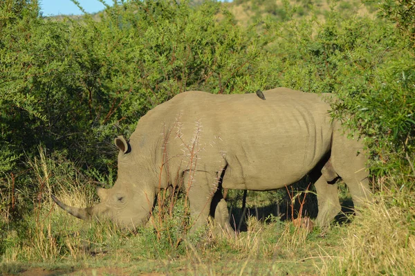Rinoceronte Blanco Parque Nacional Kruger Reserva Caza Más Grande Sudáfrica — Foto de Stock
