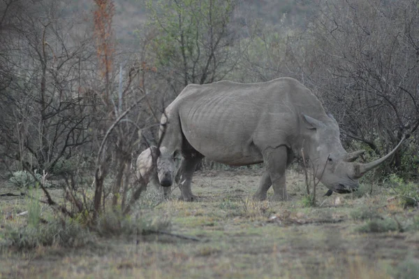 White Rhino Kruger National Park Biggest Game Reserve South Africa — Stock Photo, Image
