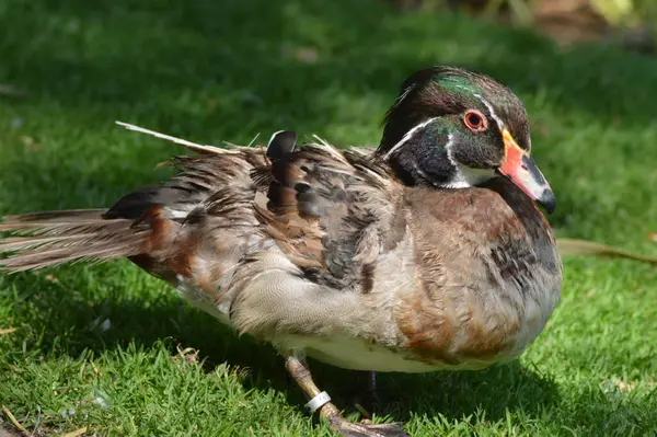 Pato Mallard Isolado Num Parque — Fotografia de Stock