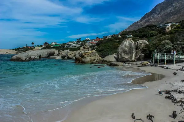 Playa Rocas Con Pingüino Ciudad Del Cabo Sudáfrica — Foto de Stock