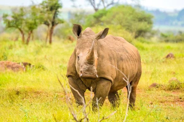 Портрет Гарненького Самця Бугая Білого Носорога Або Носорога Групи Національному — стокове фото