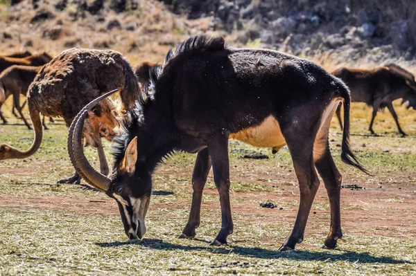 Portrait Cute Sable Antelope Game Reserve Africa — Stock Photo, Image