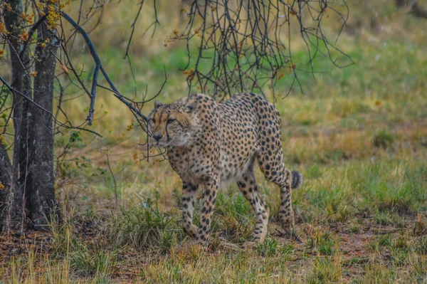 Portret Van Een Schattige Cheetah Acinonyx Jubatus Met Plekjes Een — Stockfoto