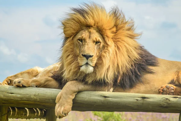 Gros Plan Majestueux Jeune Lion Brun Lors Safari Sud Africain — Photo