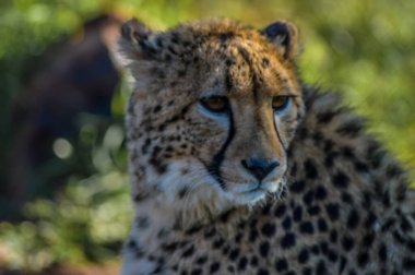 Gergedan ve Aslan oyununda genç ve şirin bir Çita 'nın portresi Johannesburg Güney Afrika' da