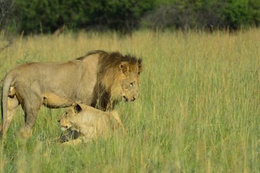 Pilanesberg Ulusal Parkı 'nda çiftleşen bir çift dişi aslan ve dişi aslan.